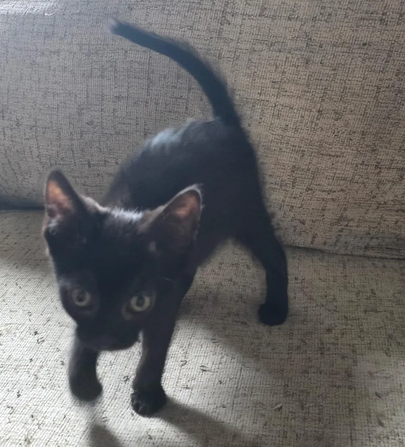 Binx thumbnail 4