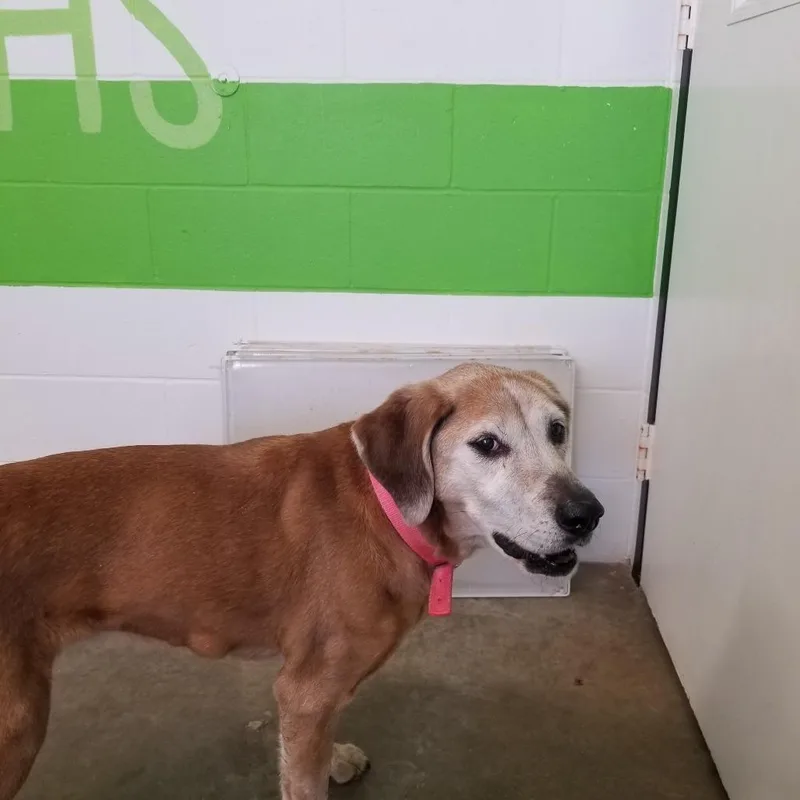 A senior medium-sized female Brown / Chocolate Retriever dog named Lily for adoption in Jasper, IN