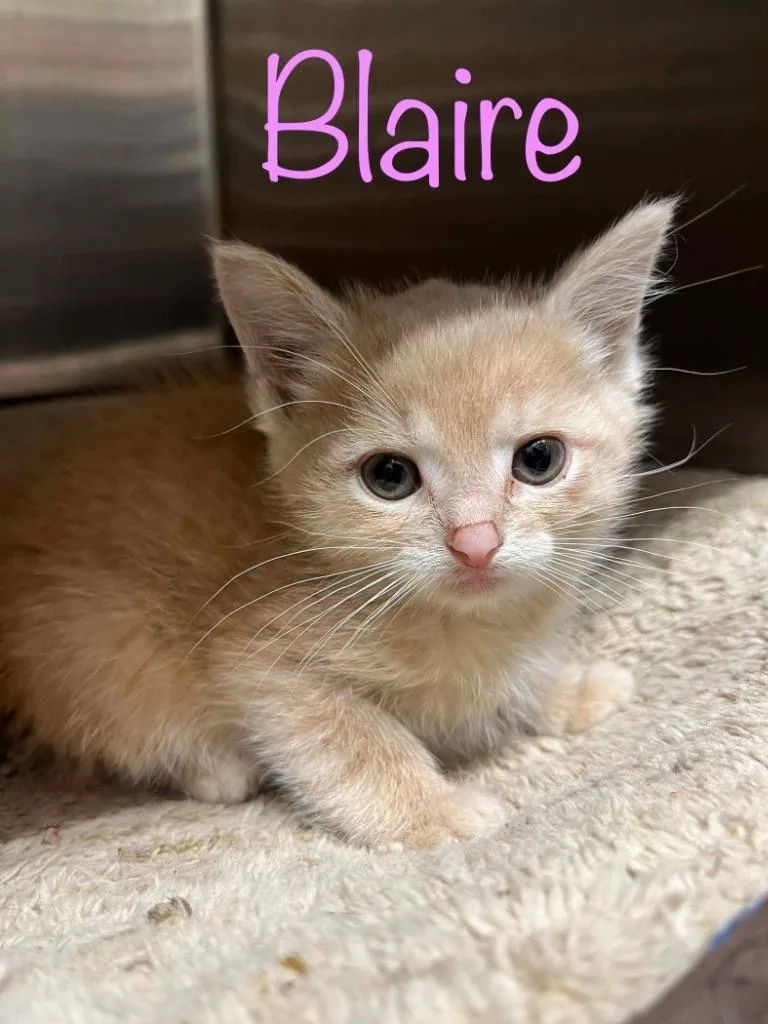 A baby small-sized female Domestic Short Hair cat named Blaire for adoption in Princeton, IN