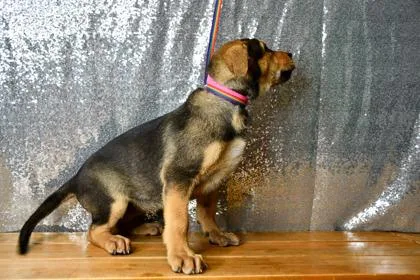 A baby large-sized female German Shepherd Dog dog named Samantha for adoption in Yakima, WA