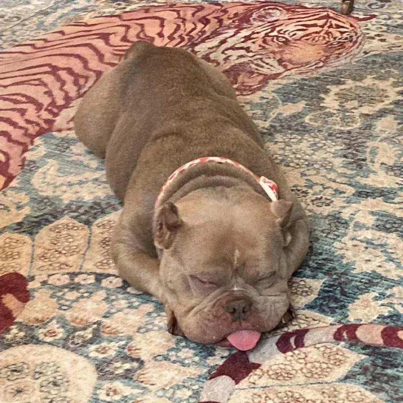 An adult medium-sized female French Bulldog dog named Molly for adoption in Hillsborough , NC