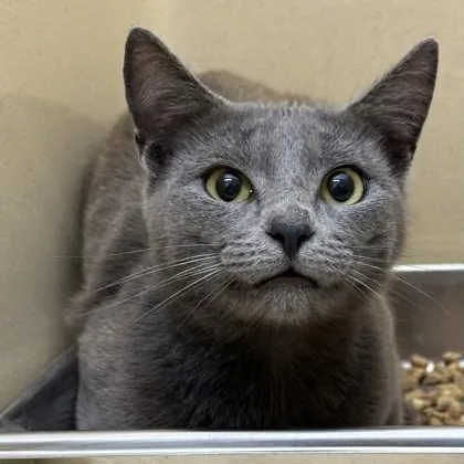 A young medium-sized female Gray / Blue / Silver Domestic Short Hair cat named Lilah for adoption in Converse, TX