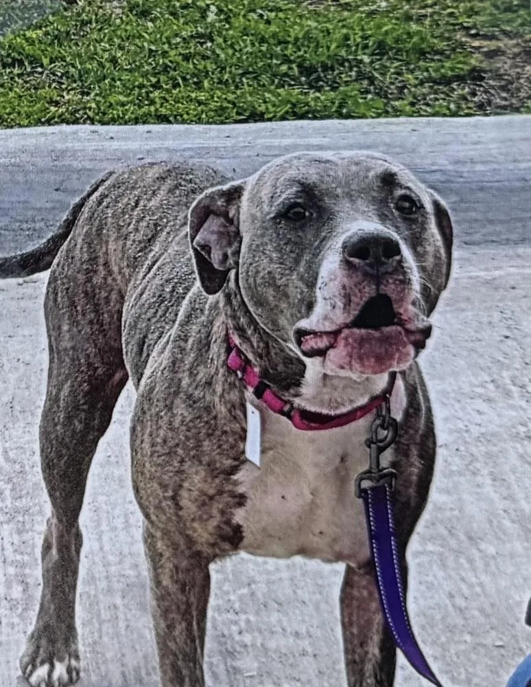 An adult large-sized female American Bully dog named Esker for adoption in Fort Madison, IA