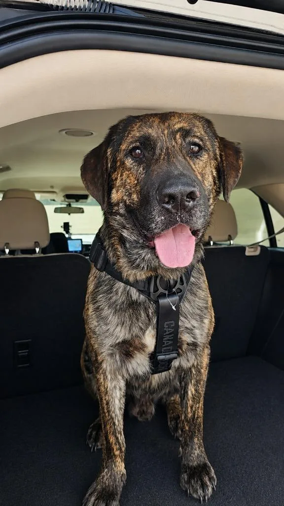 A young large-sized male German Shepherd Dog dog named Oso for adoption in Little Rock, AR