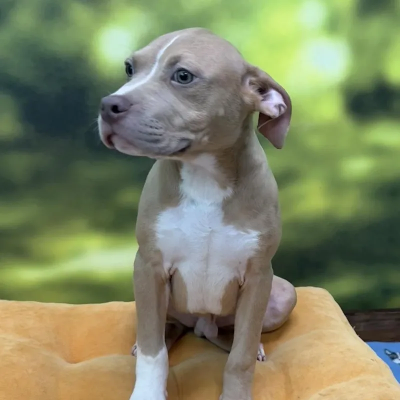 Dobby