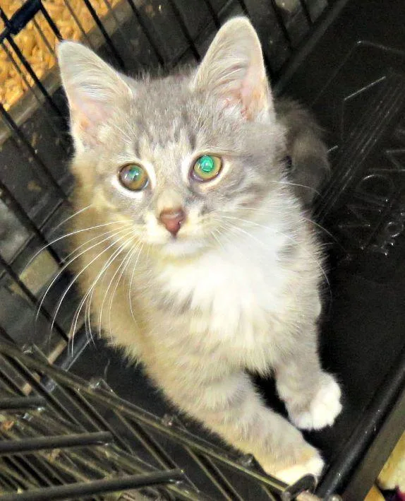 A baby medium-sized male Tabby (Gray / Blue / Silver) Domestic Short Hair cat named Oakie for adoption in Lexington, VA