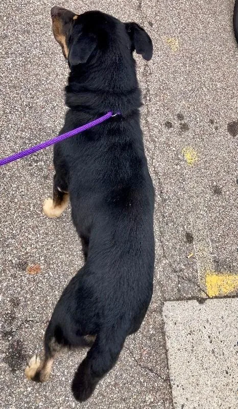 An adult large-sized male Black Mixed Breed dog named Comet for adoption in Cincinnati, OH