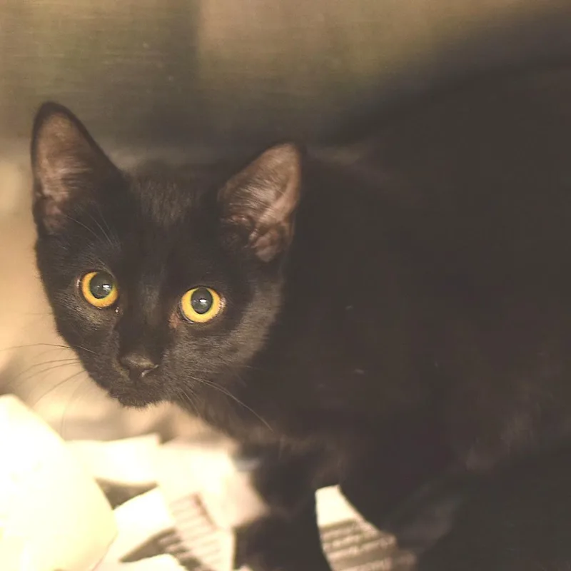 A baby small-sized female Domestic Short Hair cat named Sneezy for adoption in Belleville, IL