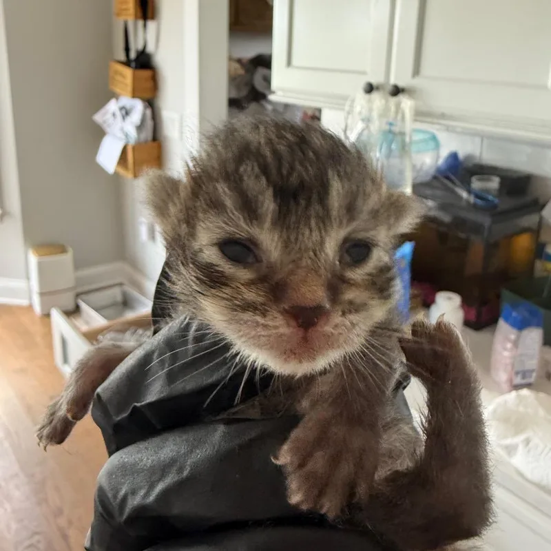 A baby small-sized female Gray / Blue / Silver Domestic Short Hair cat named Onion in Stevensville for adoption in Alexandria, VA