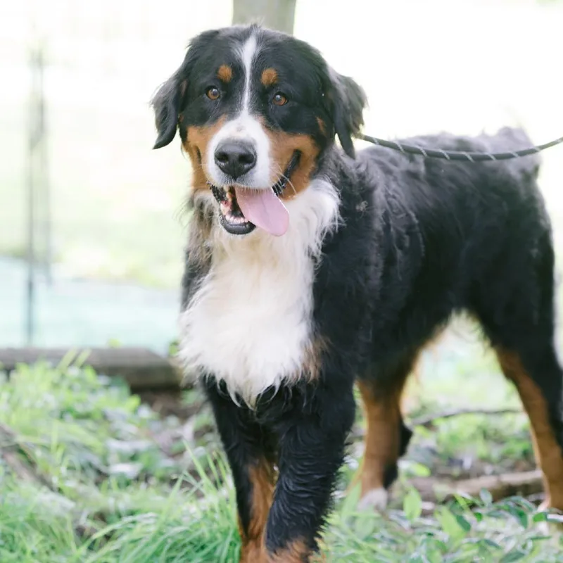 An adult extra large-sized female Bernese Mountain Dog dog named Riley for adoption in Zionsville, IN