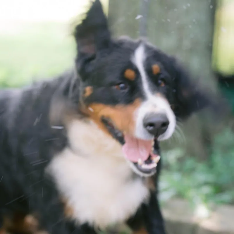 Riley thumbnail 3