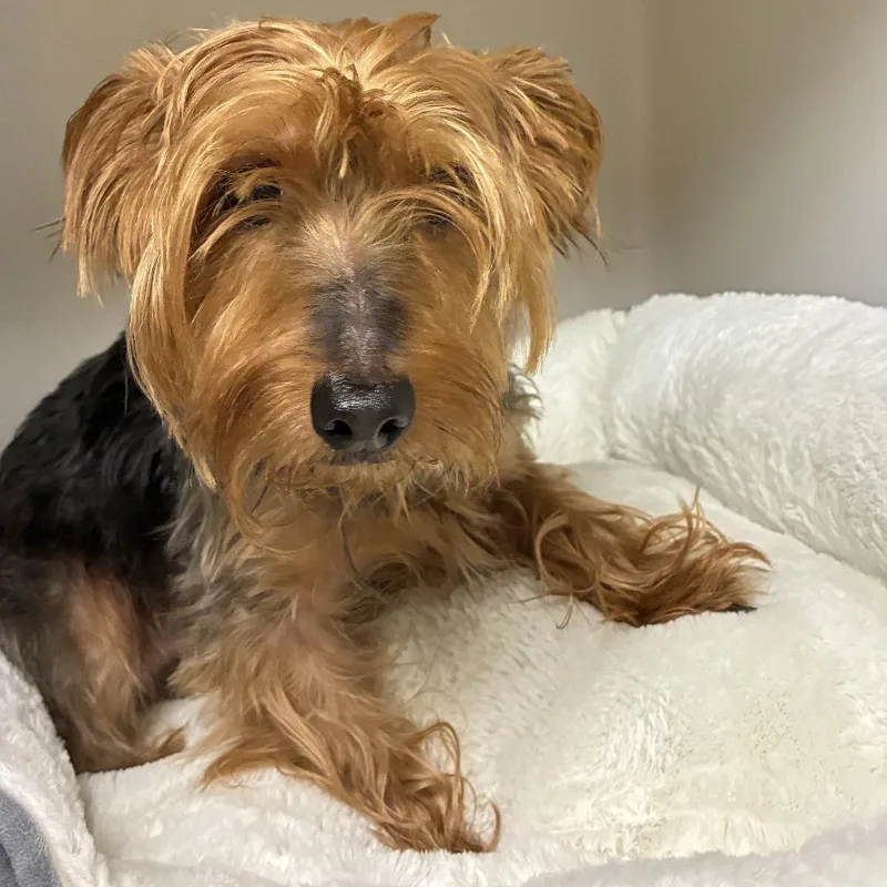 An adult small-sized male Gray / Blue / Silver Yorkshire Terrier dog named 73047 for adoption in Harrisonburg, VA