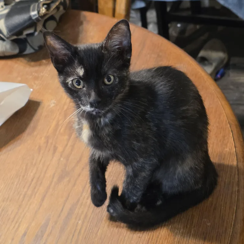 A baby small-sized female Tortoiseshell Domestic Short Hair cat named Tina for adoption in Liverpool, TX