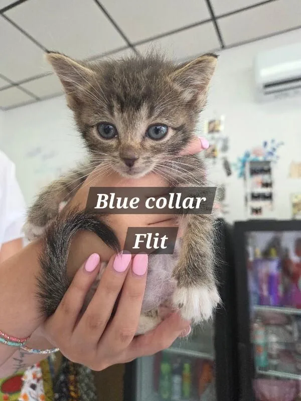 A young medium-sized male Gray / Blue / Silver Domestic Medium Hair cat named Flit for adoption in MOUNT AIRY, NC