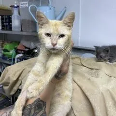 A young small-sized female Orange / Red Domestic Short Hair cat named Skyler for adoption in Marble, NC