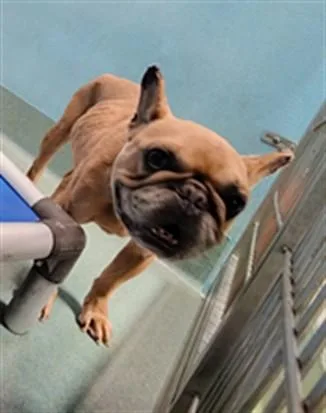 An adult medium-sized male French Bulldog dog named Antonio for adoption in Baldwin Park, CA