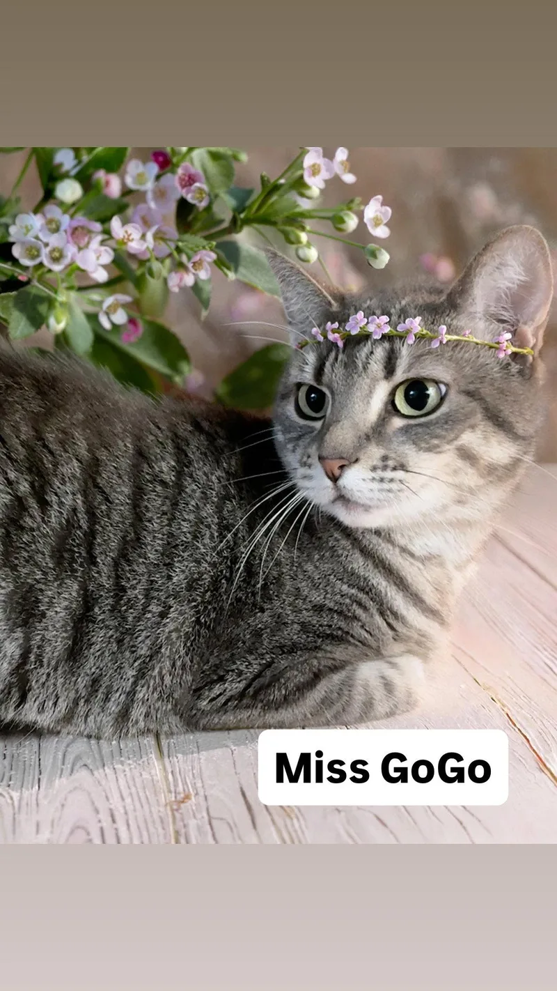 A young medium-sized female Tabby cat named Miss Gogo At Martinez for adoption in Walnut Creek, CA