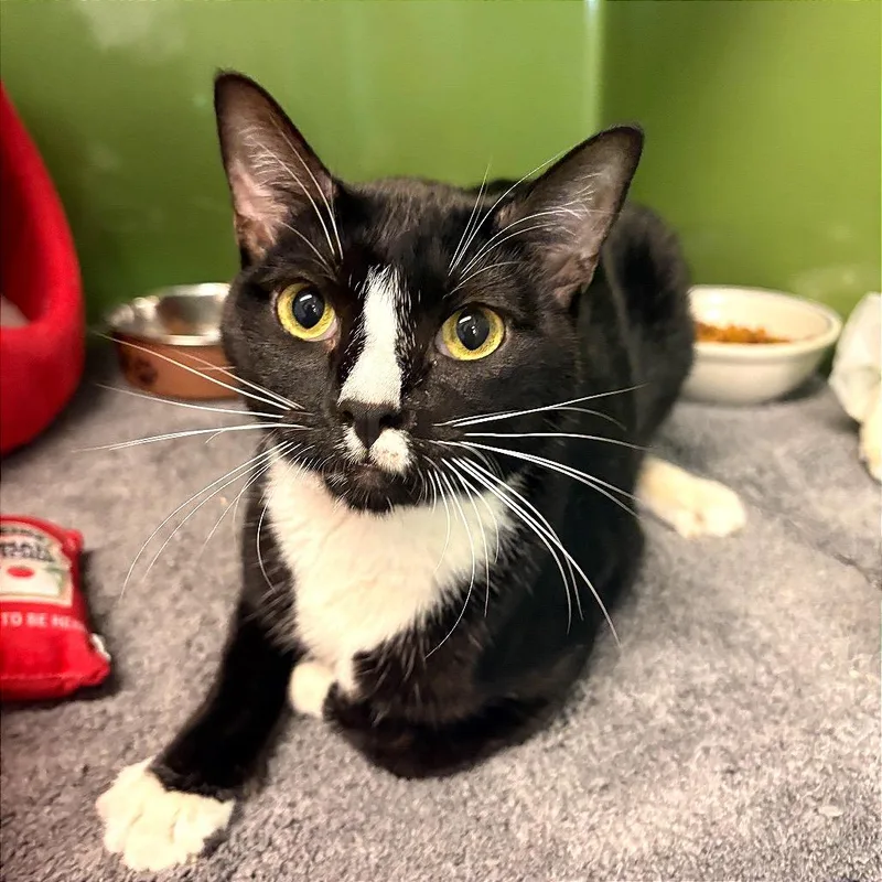 A young small-sized male Black Domestic Short Hair cat named Sergei Bobrovsky for adoption in Fort Lauderdale, FL