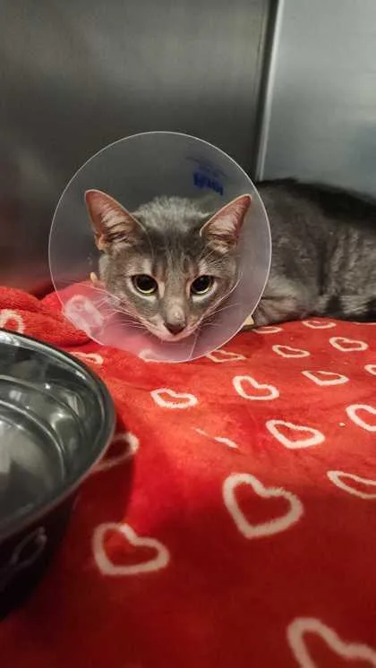 A young medium-sized male Domestic Short Hair cat named Obi for adoption in Ringoes, NJ