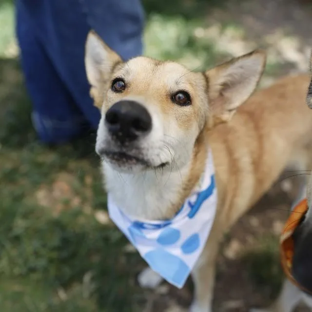 A young medium-sized female Shepherd dog named Lemon for adoption in San Antonio, TX