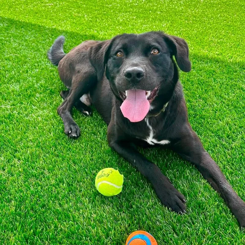 An adult medium-sized male Black Labrador Retriever dog named Gromit for adoption in Binghamton, NY