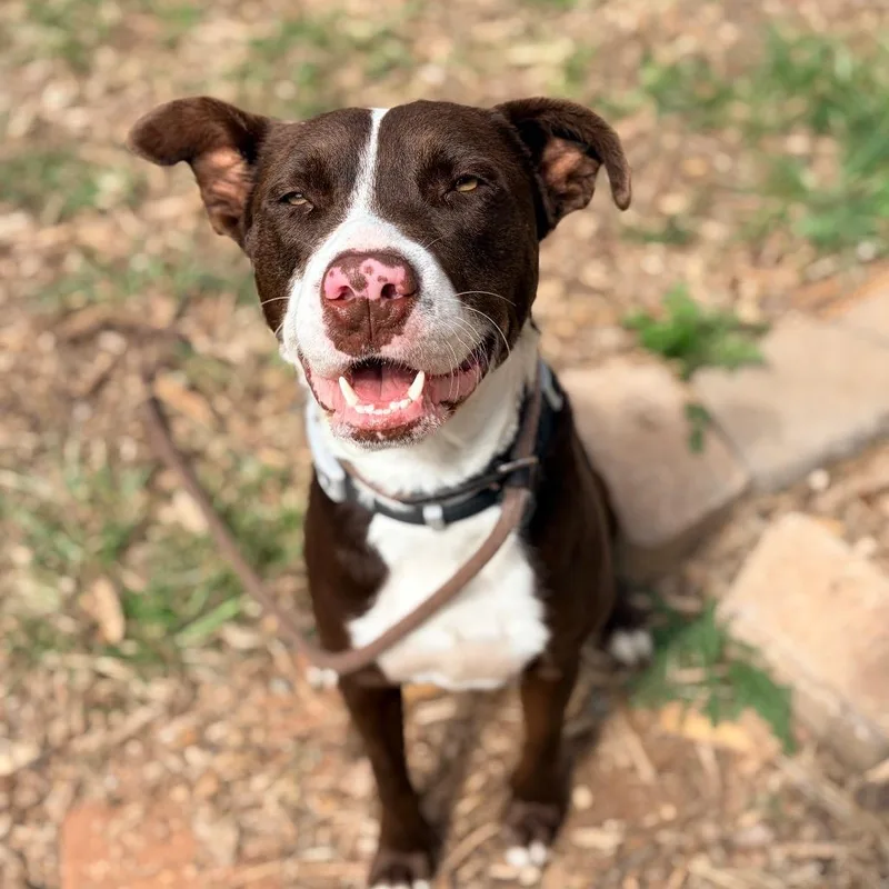 Huckleberry