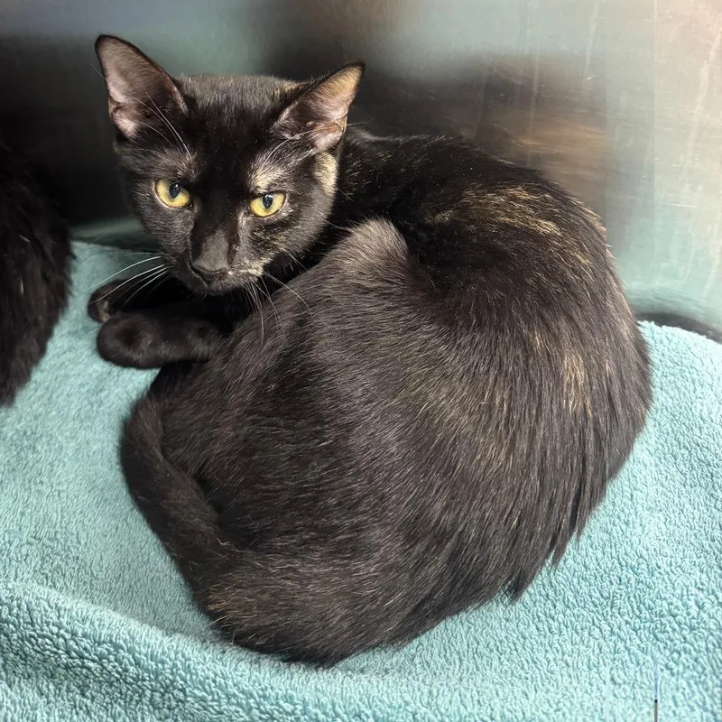 A young medium-sized female Tortoiseshell Domestic Short Hair cat named Ellen for adoption in Lake Panasoffkee, FL