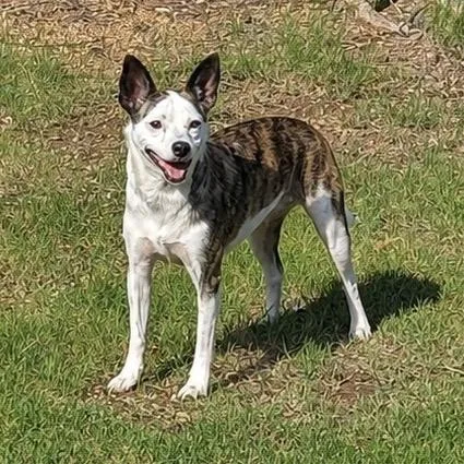 An adult small-sized female White / Cream Jack Russell Terrier dog named Marley for adoption in Bessemer, AL