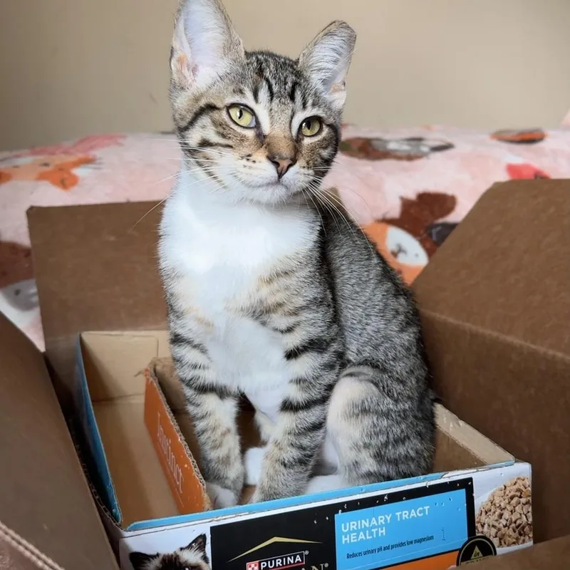 A baby small-sized female Domestic Short Hair cat named Tenia for adoption in Panama City Beach, FL
