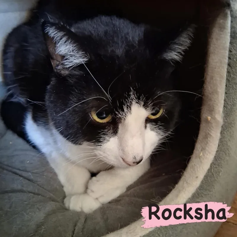 Rocksha thumbnail 2