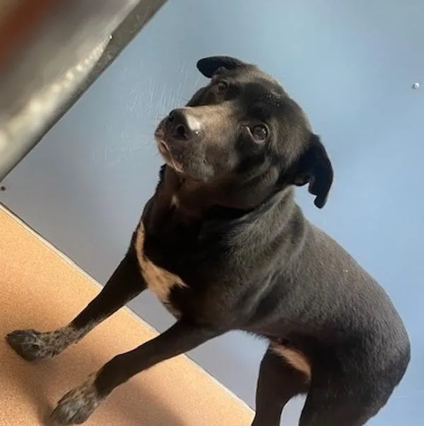 An adult large-sized female Australian Cattle Dog / Blue Heeler dog named Oreo Milkshake for adoption in San Diego, CA