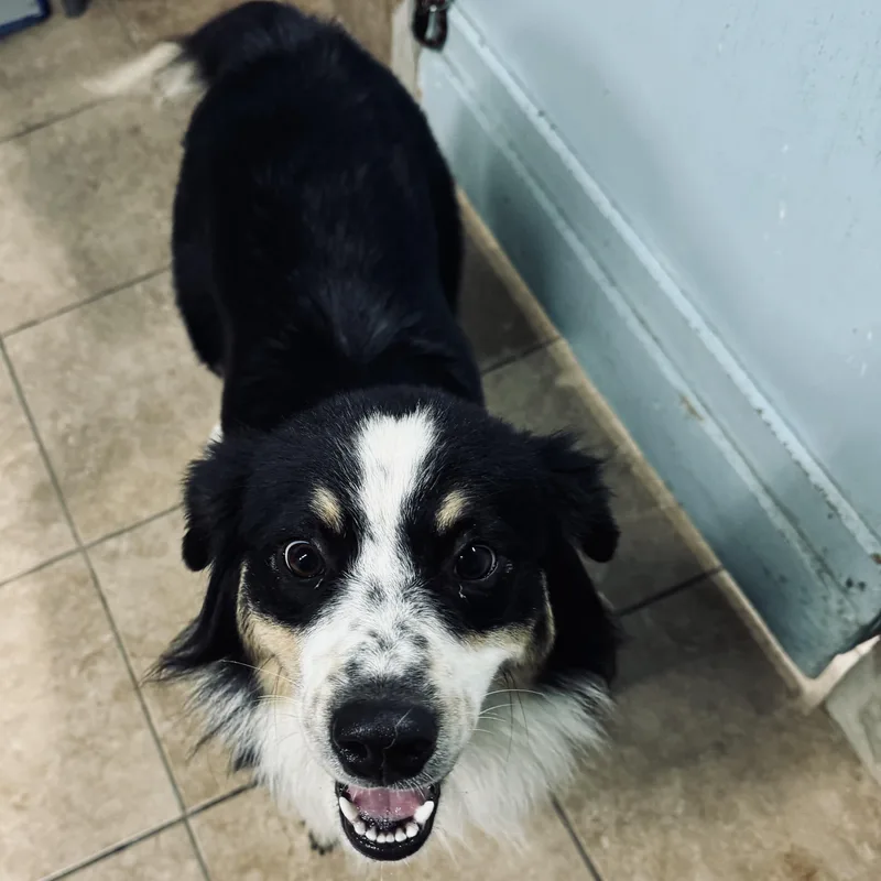 A young medium-sized female Australian Shepherd dog named Maggie for adoption in Louisburg, KS