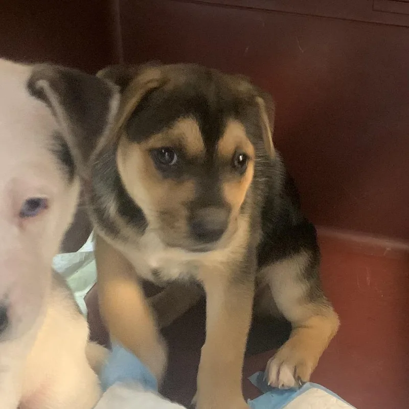 A baby small-sized female Brown / Chocolate Mixed Breed dog named Gamora for adoption in West Palm Beach, FL