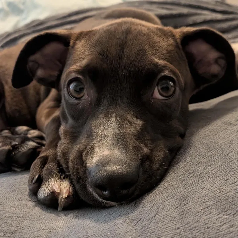 A young medium-sized female Brown / Chocolate American Staffordshire Terrier dog named Dobby for adoption in Calabash, NC