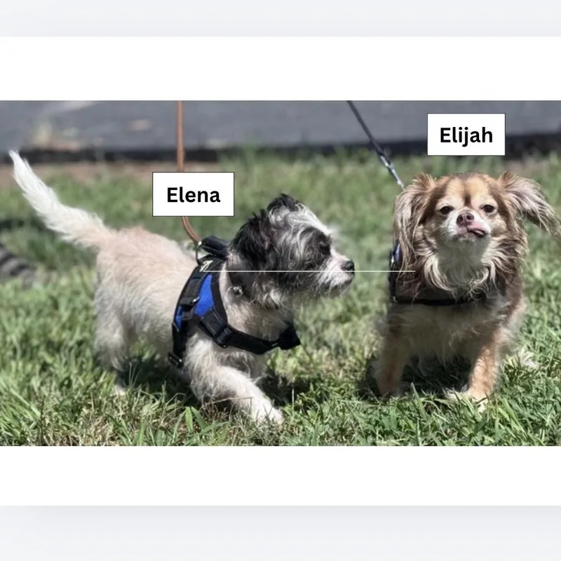 An adult small-sized male Brown / Chocolate Chihuahua dog named Elijah for adoption in Lake Panasoffkee, FL
