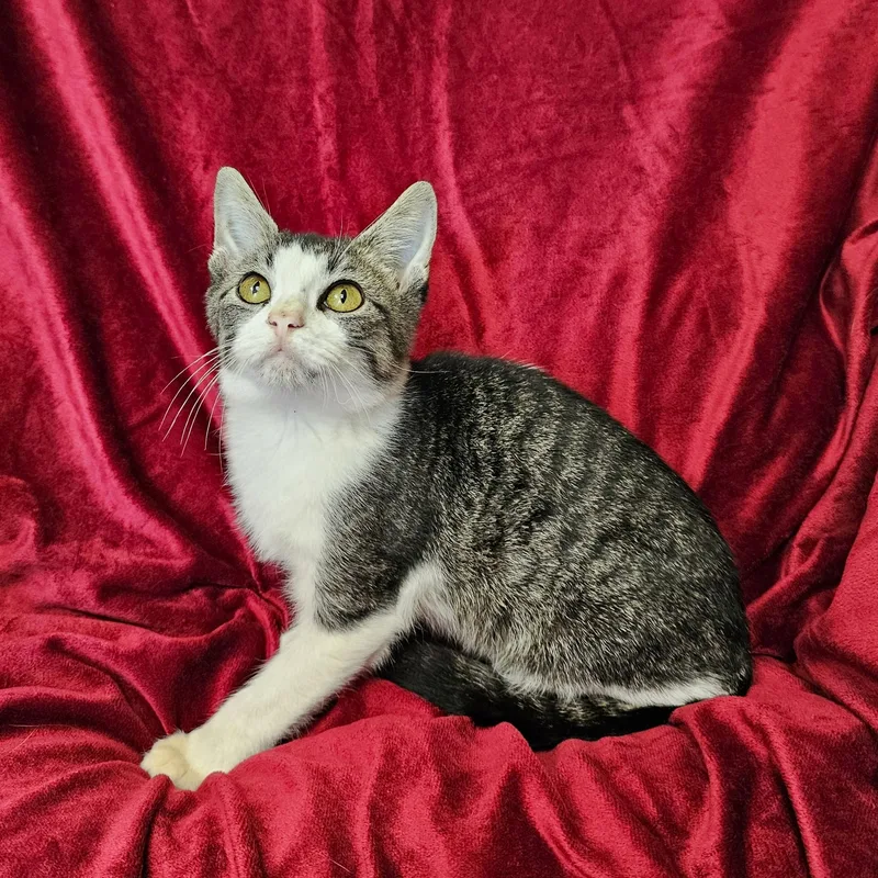 A baby medium-sized male Domestic Short Hair cat named Barry for adoption in Searcy, AR