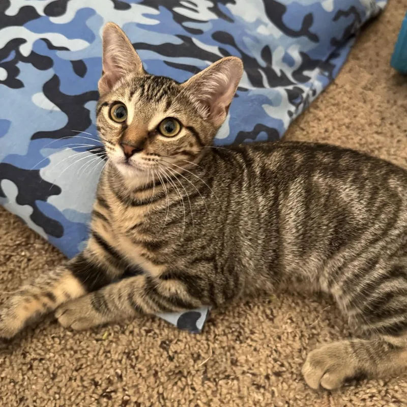 A baby small-sized female Brown / Chocolate Domestic Short Hair cat named Ivy for adoption in Houston, TX