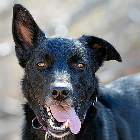 A senior large-sized female Black Shepherd dog named Kaeli for adoption in Branford, CT