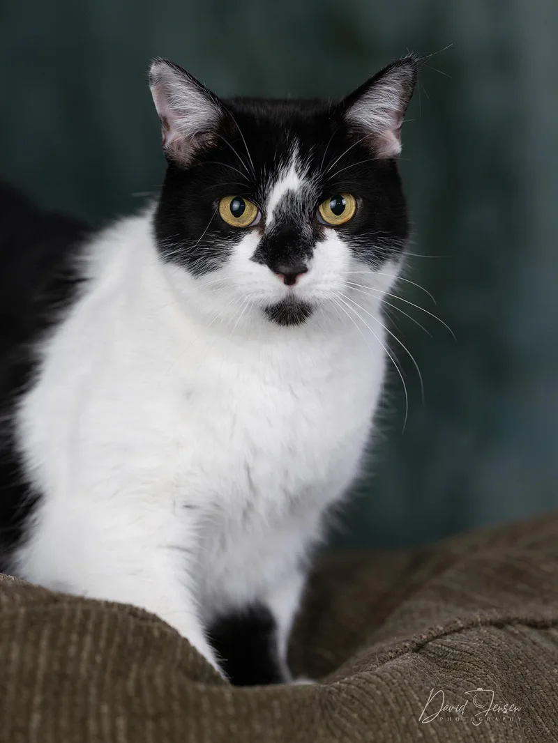 An adult medium-sized male Black & White / Tuxedo Domestic Short Hair cat named Sam for adoption in Anchorage, AK