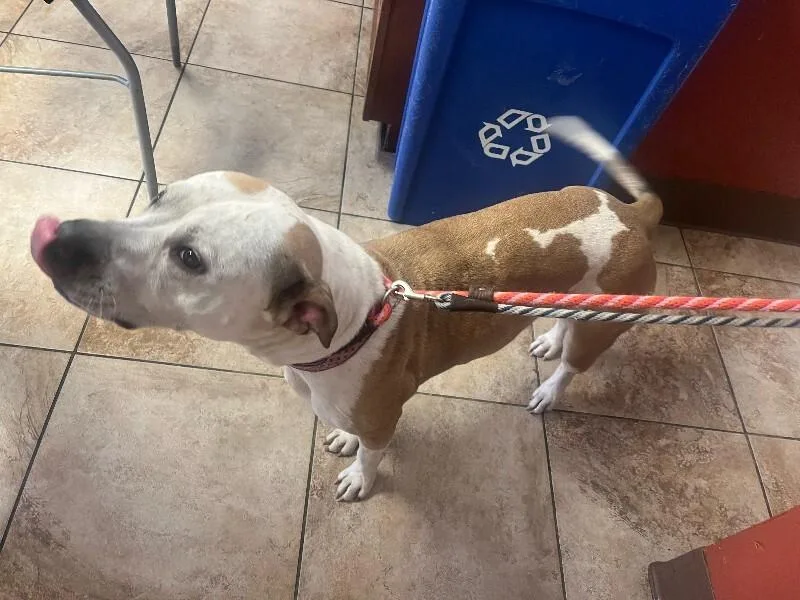 An adult large-sized female Brown / Chocolate Mixed Breed dog named Royal for adoption in Cincinnati, OH