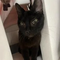 True Black