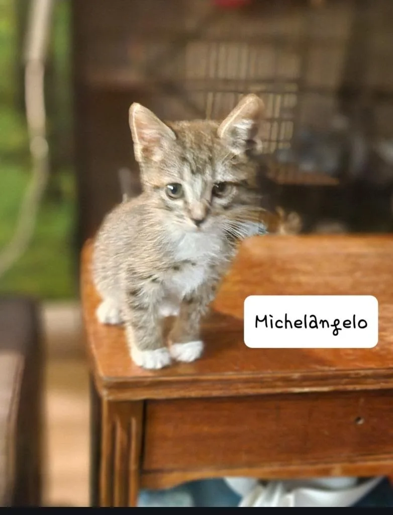 A baby small-sized male Domestic Short Hair cat named Michelangelo for adoption in San Jacinto, CA
