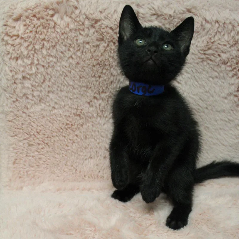 A baby small-sized male Black Domestic Short Hair cat named George for adoption in Auburn, AL