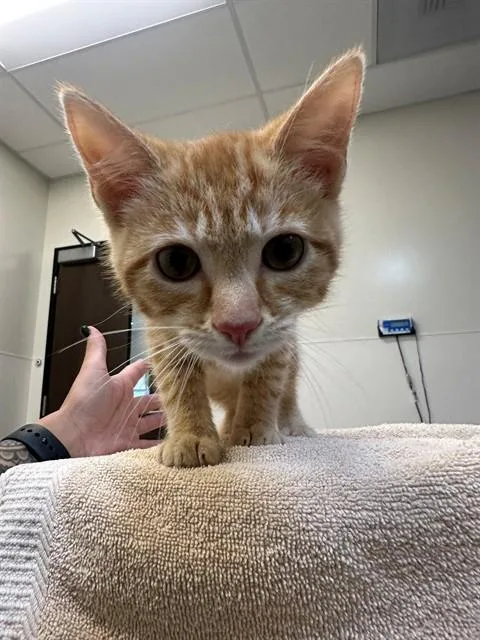 A baby small-sized male Domestic Short Hair cat named Tigger Purrkins for adoption in San Luis Obispo, CA