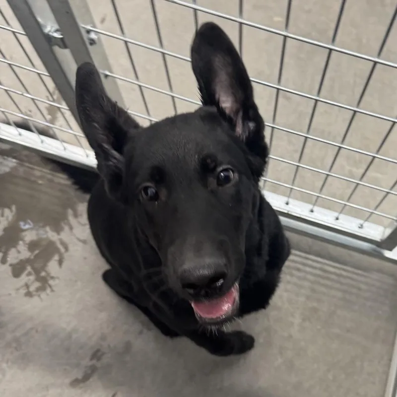 A baby medium-sized male German Shepherd Dog dog named Cinder for adoption in Wadena, MN