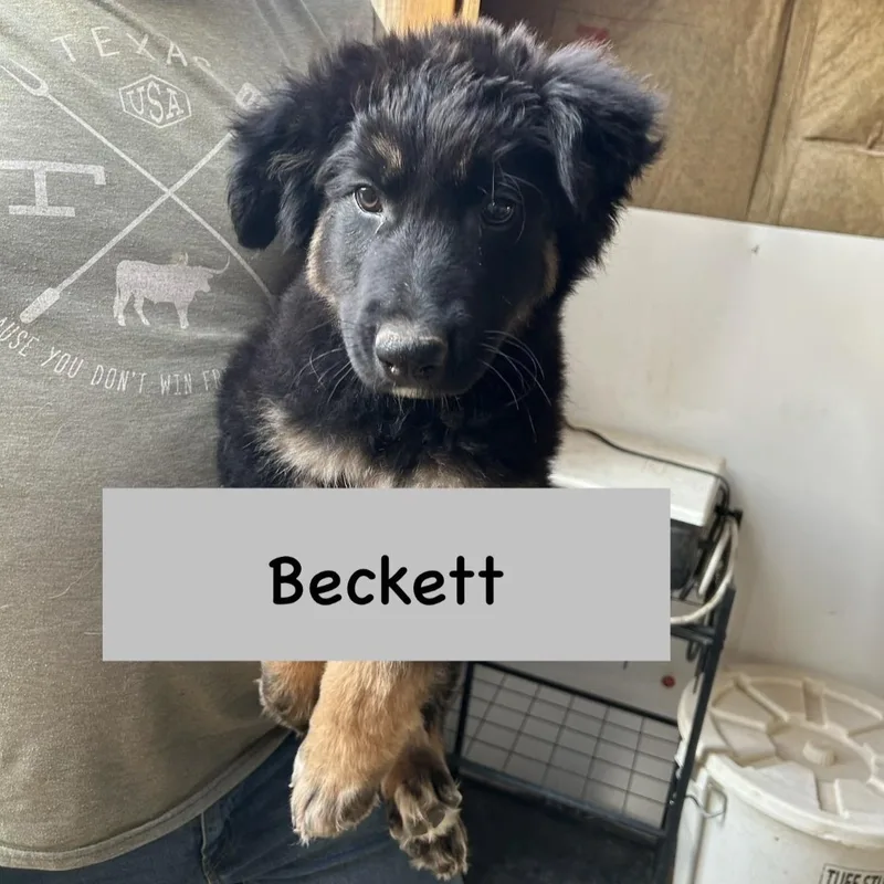 Beckett