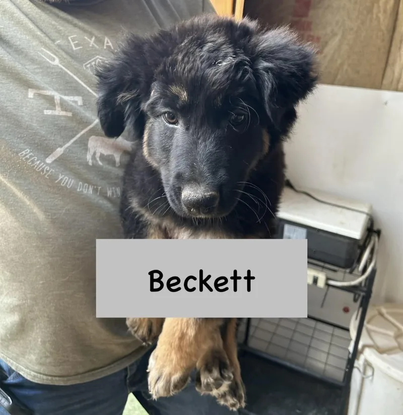Beckett thumbnail 3