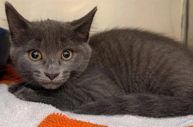 A baby small-sized male Domestic Short Hair cat named Skadoodle for adoption in Lees Summit, MO