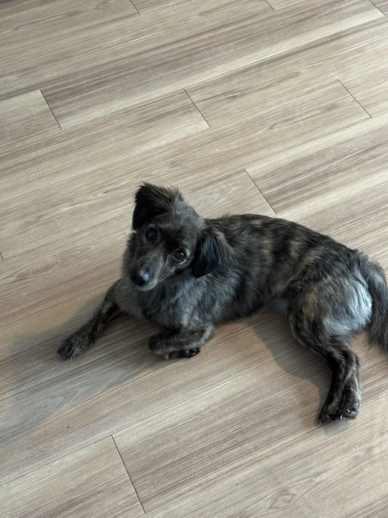 A young small-sized female Dachshund dog named Coco for adoption in Austin, TX