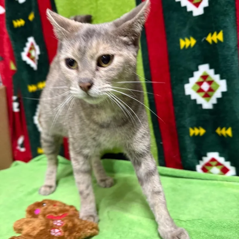 An adult medium-sized female Gray / Blue / Silver Domestic Short Hair cat named Bails for adoption in Monroeville, AL